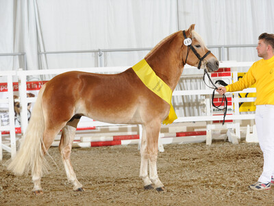 Siegerhengst Haflinger (Bronzene Plakette) 'Amicus' v. Anatal, Zü. u. Bes.: Horst Meisert, Hannover