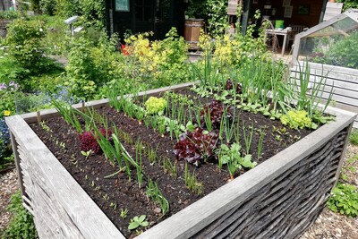 Das erste junge Gemüse im Hochbeet des Bäuerlichen Nutzgarten