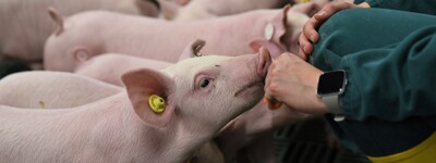 Erstmals hat die Landwirtschaftskammer Ferkel in die neue DigiSchwein-Ferkelaufzucht eingestallt.