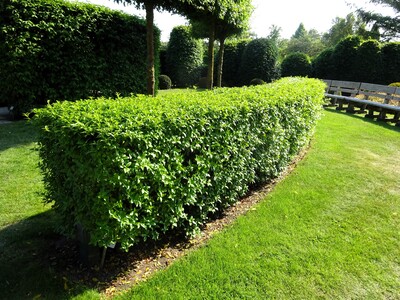 Duftblüten Hecke