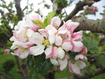 Apfelblüte - © Ilse Tschemeres Nahaufnahme von rosa-weißen Apfelblüten an einem Baumzweig mit grünen Blättern.