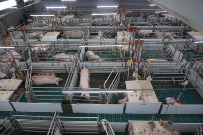 Alternatives Abferkelsystem - © Regine Revermann /media/media/1013755C-A4CE-D9B6-B6CAEFD74766E0D7.JPG