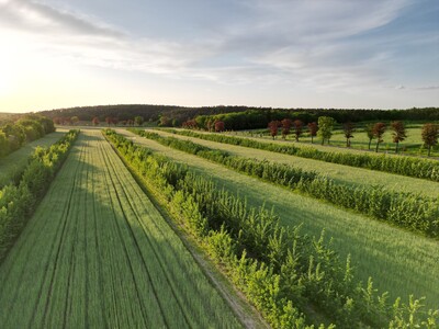 Agroforstsystem mit Pappeln und Getreide