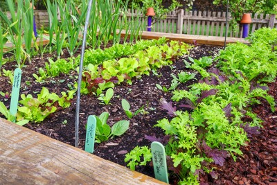 Hochbeet mit frischem Austrieb - Salate - © Nadja Krause Hochbeet mit frischem Austrieb - Salate