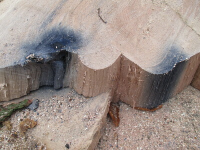 Eingewachsener Stacheldraht im Holz