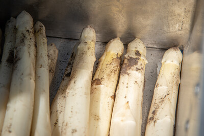 Spargel ernten mit einem Französischen Stechkorb in einer Spargelanlage in der Region Hannover. - © Wolfgang Ehrecke Weiße Spargelstangen mit Erde bedeckt liegen in einer Metallkiste.