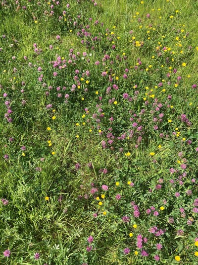 Bestimmung von Kennarten - © Alina Krüger /media/media/179DD22F-A890-9A55-46DB10C4EB9E6884.jpg