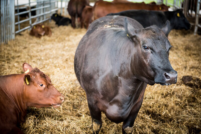 Mutterkuhhaltung (Angus) im Landwirtschaftlichen Bildungszentrum in Echem. - © Wolfgang Ehrecke Mehrere Kühe stehen und liegen in einem mit Stroh bedeckten Stall.