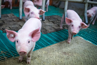 Ferkel in einem Betrieb mit konventioneller Haltung.