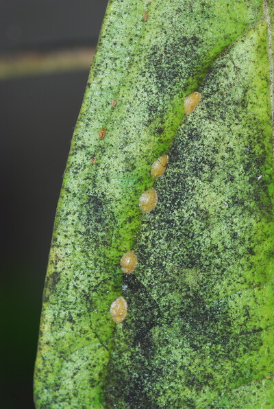 Schildläuse - © Dr. Thomas Brand Schildläuse