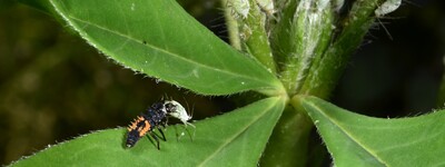 Larve des Asiatischen Marienkäfers erbeutet eine Blattlaus