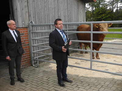 Thorsten Kirstein stellte ausgewählte Tiere der Herde vor – hier den Zuchtbullen Mr. Universe