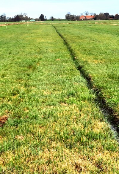 Eine der drei Grünlandflächen im Bremer Blockland, auf denen Ertrags- und Qualitätsmessungen im Rahmen des Projektes BreMoor stattfinden. - © Felicitas Kaemena Eine der drei Grünlandflächen im Bremer Blockland, auf denen Ertrags- und Qualitätsmessungen im Rahmen des Projektes BreMoor stattfinden.