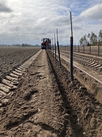 Abb. 2: Pappel-Agroforst auf dem Betrieb Meinecke - © Vinzenz Spengler Agroforst_Pappelpflanzung_MODEMA