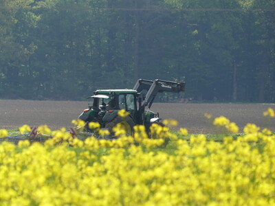 Rapsblüte mit Schlepper im Hintergrund