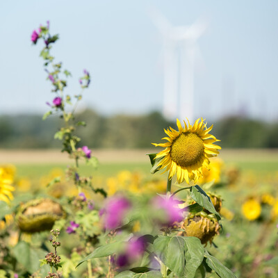 Vorstellung einer Fläche speziell für den Rebhuhnschutz nahe des Wolfenbütteler Ortsteils Leinde. Derartige Projekte werden im Zuge des Natur- und Artenschutzbündnisses „Der Niedersächsische Weg“ vermehrt umgesetzt.