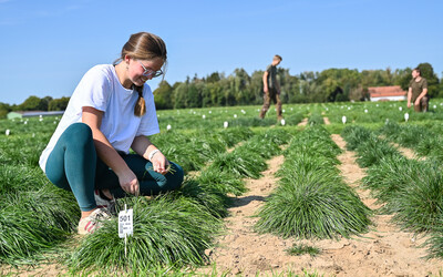 Landwirtschaft Pflanze Kachel