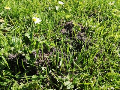Unkräuter und Ameisen in der Rasenfläche - der Horror für den Pflegeprofi