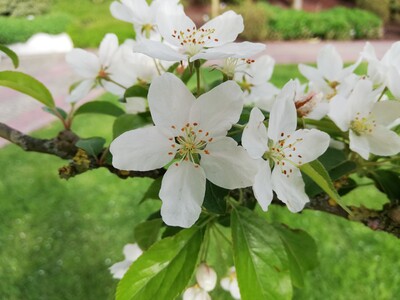 Zierapfel Malus 'Hillieri'