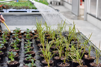 Ausbildung im Zierpflanzenbau - © Andreas Teichler Ausbildung im Zierpflanzenbau