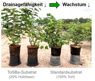 Wachstumsunterschiede zwischen Standard- und ToSBa-Substrat bei Forsythia