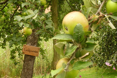 Obstbaumschnitt - © Sabine Dralle Obstbaumschnitt
