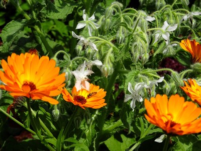 Ringelblume mit Borretsch