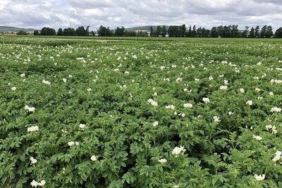 Kartoffelparzellen am 20.07.2026 - © Annette Hoffmann Kartoffelparzellen am 20.07.2026