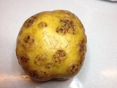 Starke Sortenunterschiede gibt es beim Schorf - © Jürgen Pickny Starke Sortenunterschiede gibt es beim Schorf