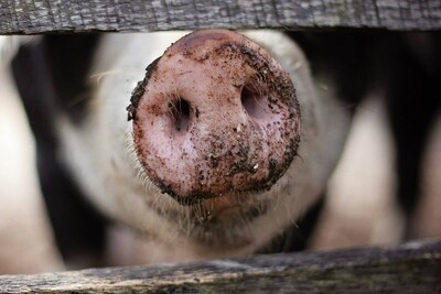 Afrikanische Schweinepest