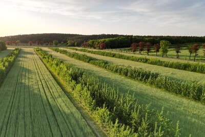 Agroforstsystem mit Pappeln und Getreide