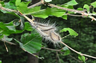 Die Raupen des Eichenprozessionsspinners - © Dr. Thomas Brand Die Raupen des Eichenprozessionsspinners
