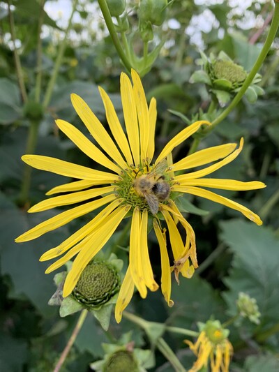 Die Blüten der Silphie sind für Wildbienen sehr attraktiv. - © Dr. Annette Bartels Durchwachsene Silphie
