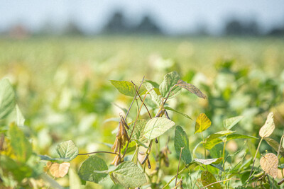 LeguNet-Soja-Feldtag der Landwirtschaftskammer Niedersachsen in Blender (Kreis Verden).