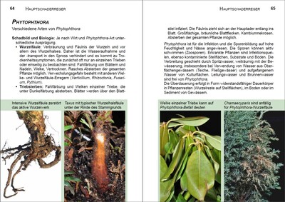 Phytophthora