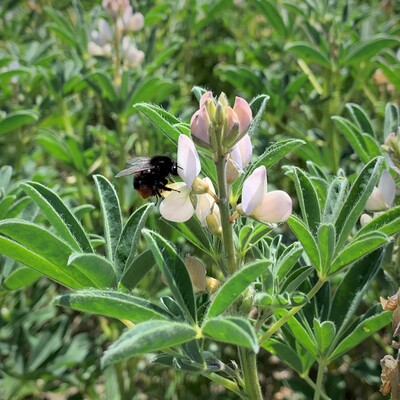 Hummel an Weißer Lupine: Über einen möglichst langen Zeitraum im Jahr ein Nahrungsangebot für Insekten zu schaffen ist ein Ziel des Projekts FInAL, das die LWK zusammen mit Landwirt*innen sowie mehreren Forschungsinstituten im Raum Braunschweig umsetzt.