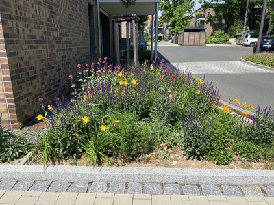 Ansprechende Staudenbepflanzung vor einem Wohnhaus - © Dr. Philipp Schönfeld Staudenmischungen machen es möglich - ansprechende Staudenbepflanzung vor einem Wohnhaus