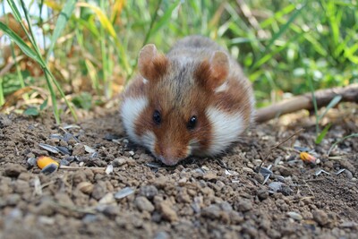 Dank des Naturschutzbündnisses 'Der Niedersächsische Weg' gibt es Projekte zum Schutz des bedrohten Feldhamsters, etwa in der Braunschweiger Börde. Die Landwirtschaftskammer fördert dort die Kooperation von Naturschutz und landwirtschaftlicher Produktion.