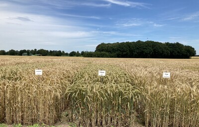 LSV Wintertriticale