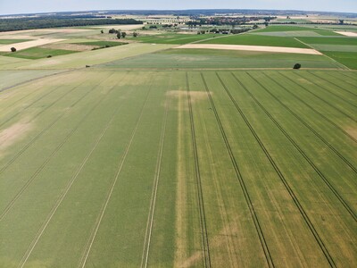 Trockenschäden auf einem Winterweizenschlag - © Jobst Gödeke Feld mit Trockenschäden