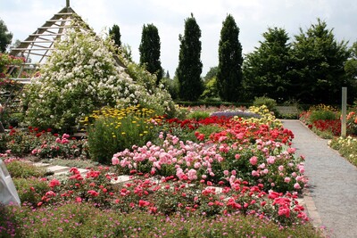 Rosenpyramide