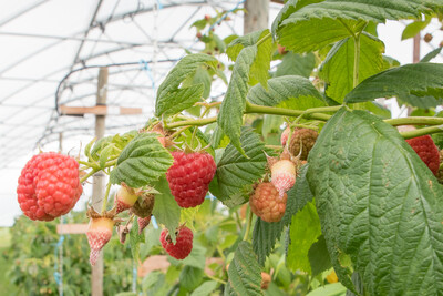 Himbeeren im geschützten Anbau auf dem Gelände der Versuchsstation Beerenobst der Landwirtschaftskammer Niedersachsen in Vechta-Langförden. - © Wolfgang Ehrecke Himbeeren im geschützten Anbau auf dem Gelände der Versuchsstation Beerenobst der Landwirtschaftskammer Niedersachsen in Vechta-Langförden.