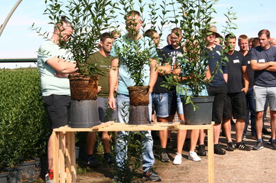 Liguster torfreduziert