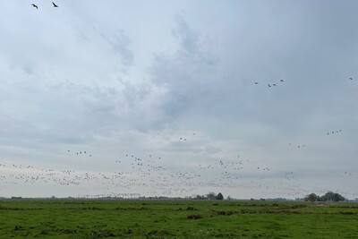Nonnen- und Blässgänse - © Wiebke Hoting Nonnen- und Blässgänse