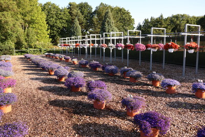 Verschiedene Lobelia- und Diascia- Sorten in der Sichtung an der LVG Bad Zwischenahn - © Dr. Felix Mahnkopp-Dirks Verschiedene Lobelia- und Diascia- Sorten in der Sichtung an der LVG Bad Zwischenahn
