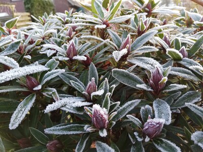 Rhododendron 'Graziella' im Winter