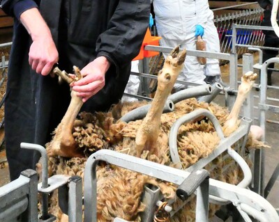 Klauenpflege beim Schaf - © Elisabeth Engelke /media/media/8208F215-F3D2-4078-7EFE07A5AB49D1AD.jpg