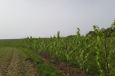 Agroforst - © Martina Diehl Agroforst