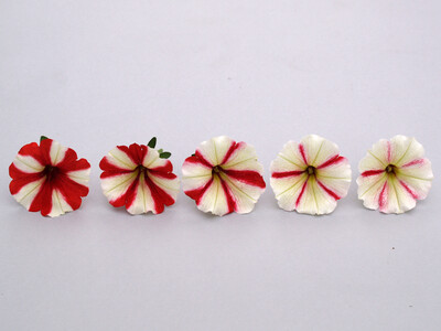 LVG Ahlem Petunia Kulturverfahren Blütenfarbe - © Annette Pilz LVG Ahlem Petunia Kulturverfahren Blütenfarbe