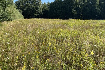 Blühfläche - © Hauke Ahnemann Blühfläche